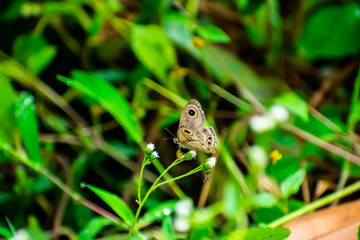 Ypthima huebneri, the common fourring, is a species of Satyrinae butterfly found in Asia.