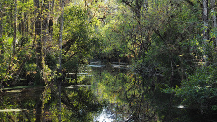 Sweetwater Strand on Loop Road Scenic Drive near Ochopee, Florida on sunny winter afternoon.
