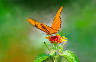 A beautiful butterfly called a Julia, enjoys food from a colorful flower