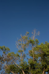 Tree and blue sky