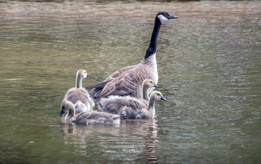 A mother goose guards her young offspring as they swim in a beautiful lake