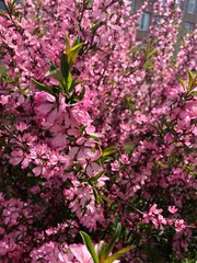 pink flowers in the garden