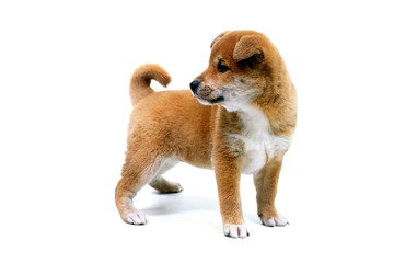 振り向く子犬 © inubi