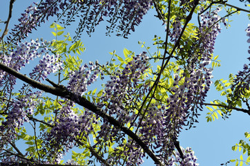 フジの花と青空