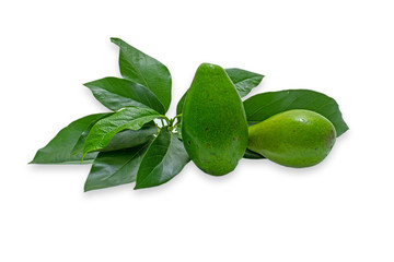 Avocado fruits Persea americana white background studio photo shoot