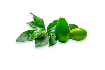 Avocado fruits Persea americana white background studio photo shoot