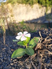 plant in soil