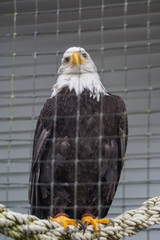 Sitka, Alaska: A bald eagle (Haliaeetus leucocephalus) behind a wire fence at the Alaska Raptor Center.