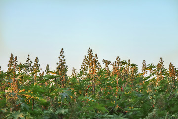Ricinus communis (the castorbean or castor-oil-plant). Green castor oil plant on the tree...