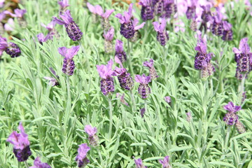 Little purple flowers