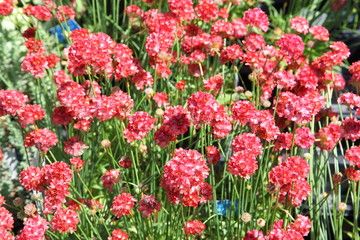 Red Thrift flowers