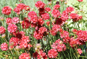 Red Thrift flowers