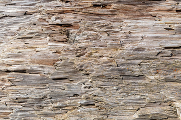 Detail of grain on driftwood
