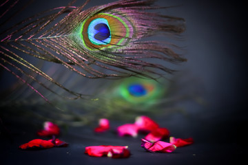 peacock small feathers beautiful view,tail Art's on black background,Peacocks tail and pink rose on...