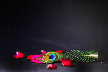 peacock small feathers beautiful view,tail Art's on black background,Peacocks tail and pink rose on black background,Beautiful peacock feathers(Tail) on black background with copy space.