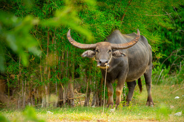 Naklejka premium buffalo
