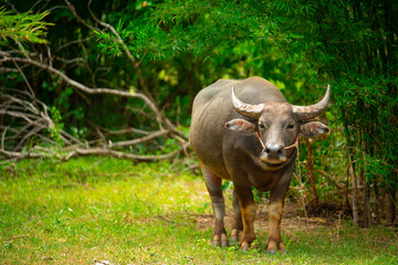 Fototapeta premium buffalo