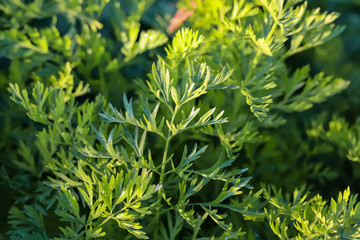 frame in coriander plants and coriander green leaf ,Organic thai coriander cilantro herb sprouts. Health benefits. Coriander is loaded with antioxidants.