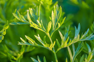 frame in coriander plants and coriander green leaf ,Organic thai coriander cilantro herb sprouts. Health benefits. Coriander is loaded with antioxidants.