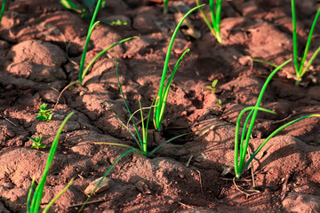 green onions growing in the garden, rows of green onions, green onions in the ground