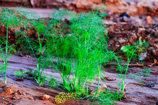 fresh plant of unripe cumin at farm,cumin green plants , cumin plant grows in the garden,cumin plants agriculture  view,