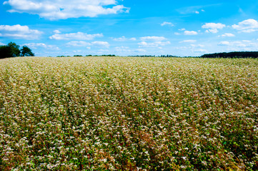 Fototapeta na wymiar Organic Buckwheat Field in Summer