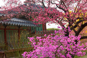 Changdeokgung Palace in Spring South Korea