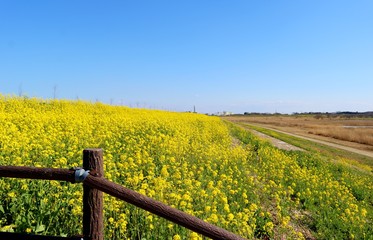 菜の花　道　渡良瀬　栃木県　風景