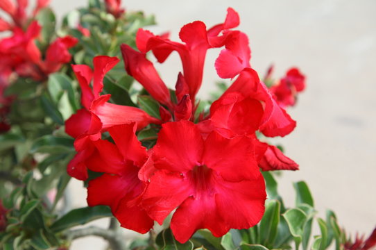 Red Desert Flower, adenium obesum