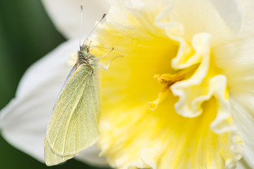 Close-up Cabbage White Butterfly on daffodil flower 