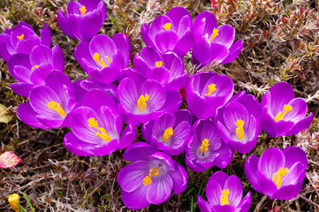 春の花、クロッカス