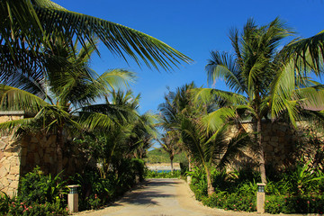 Fototapeta na wymiar пальмы растут в парке