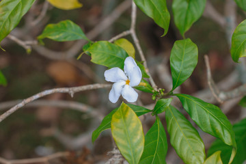 FLOR BLANCA