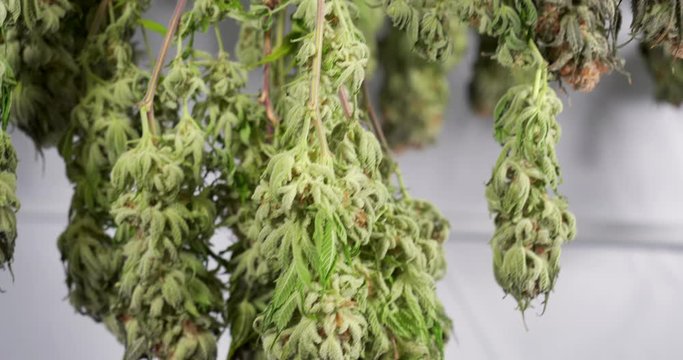 Dolly shot of drying cannabis plants in a grow tent