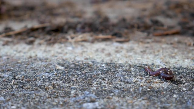 Closeup worm crawling on concrete