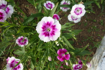 日本の白と紫の撫子の花