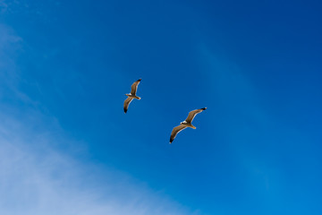 Fototapeta na wymiar A close-up shot of two seagull flying against the background of the clear blue sky