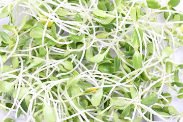 green young sunflower sprouts isolated on white background