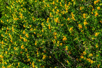 A wide angle shot of the.Medicago arborea (also known as moon trefoil, shrub medick, alfalfa...