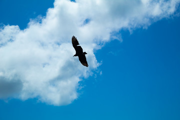 Foto de um Corvo Voando e  Nuvens ao fundo