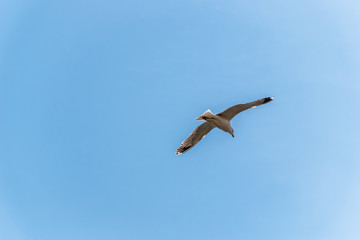 A close-up shot of a seagull flying against the background of the clear blue sky