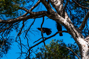 A close-up shot of an urban crow perching on a tree branch in a park ready to take off and fly
