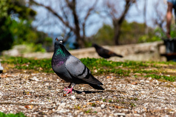 A close-up shot of an urban pigeon perching on the ground in a park looking curiously at camera