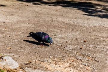 An urban pigeon perching on the sidewalk in a park trying to eat a small nut