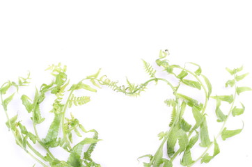 Green fern leaves on white background
