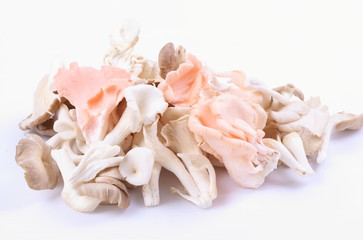 oyster mushrooms on a white background