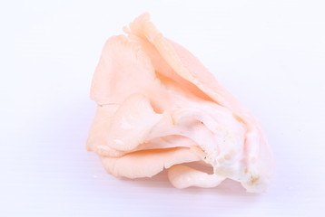oyster mushrooms on a white background