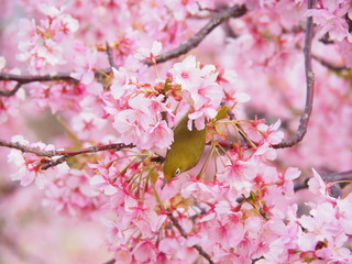 満開の河津桜とメジロ