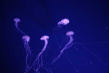 Aurelia aurita jellyfish close-up in aquarium, close up 