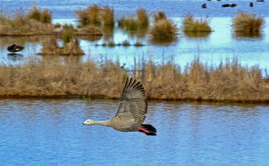 Cape Baron Goose in flight over wetlands